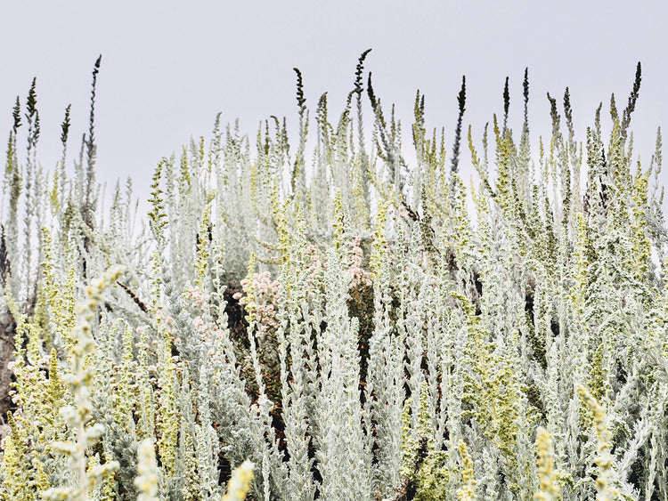 Beach Sage
