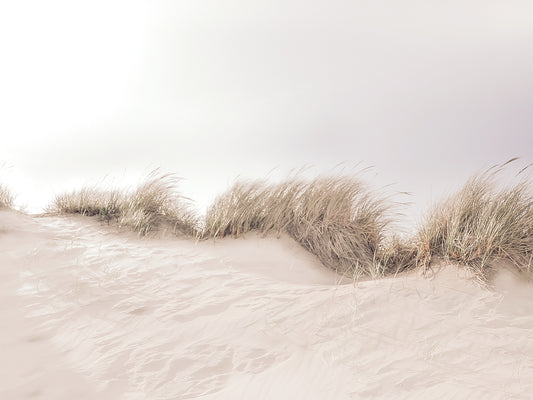 Dune Grass I