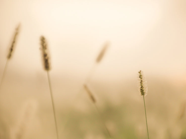 Gone to Seed by the Beach