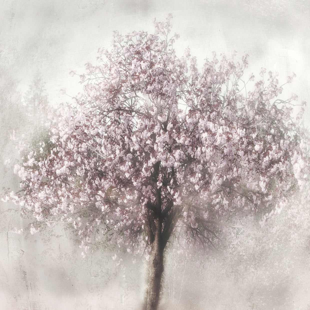 Blossoms of Spring II