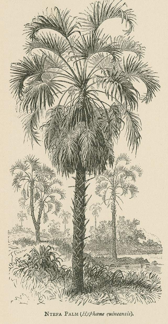 Creators Wonders Book Palm