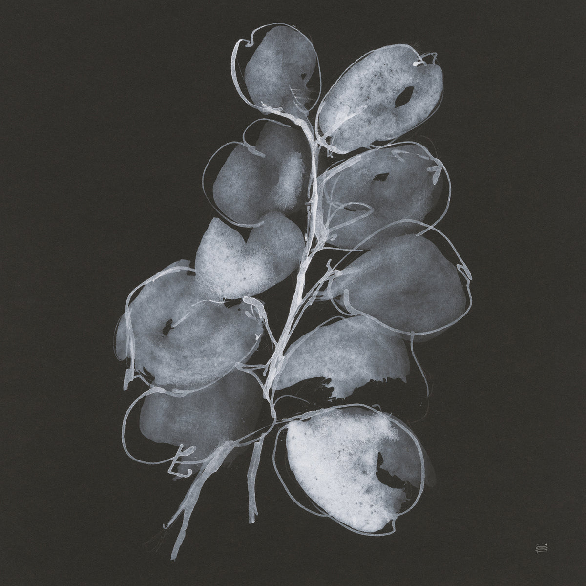 White Eucalyptus II