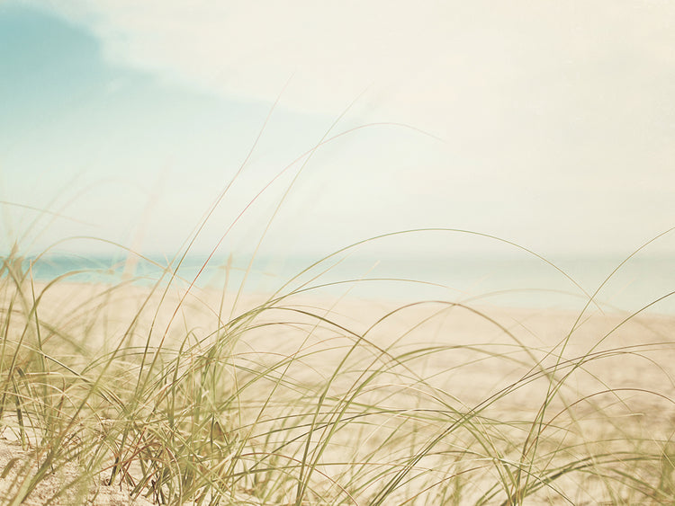 Beach Grass V Light