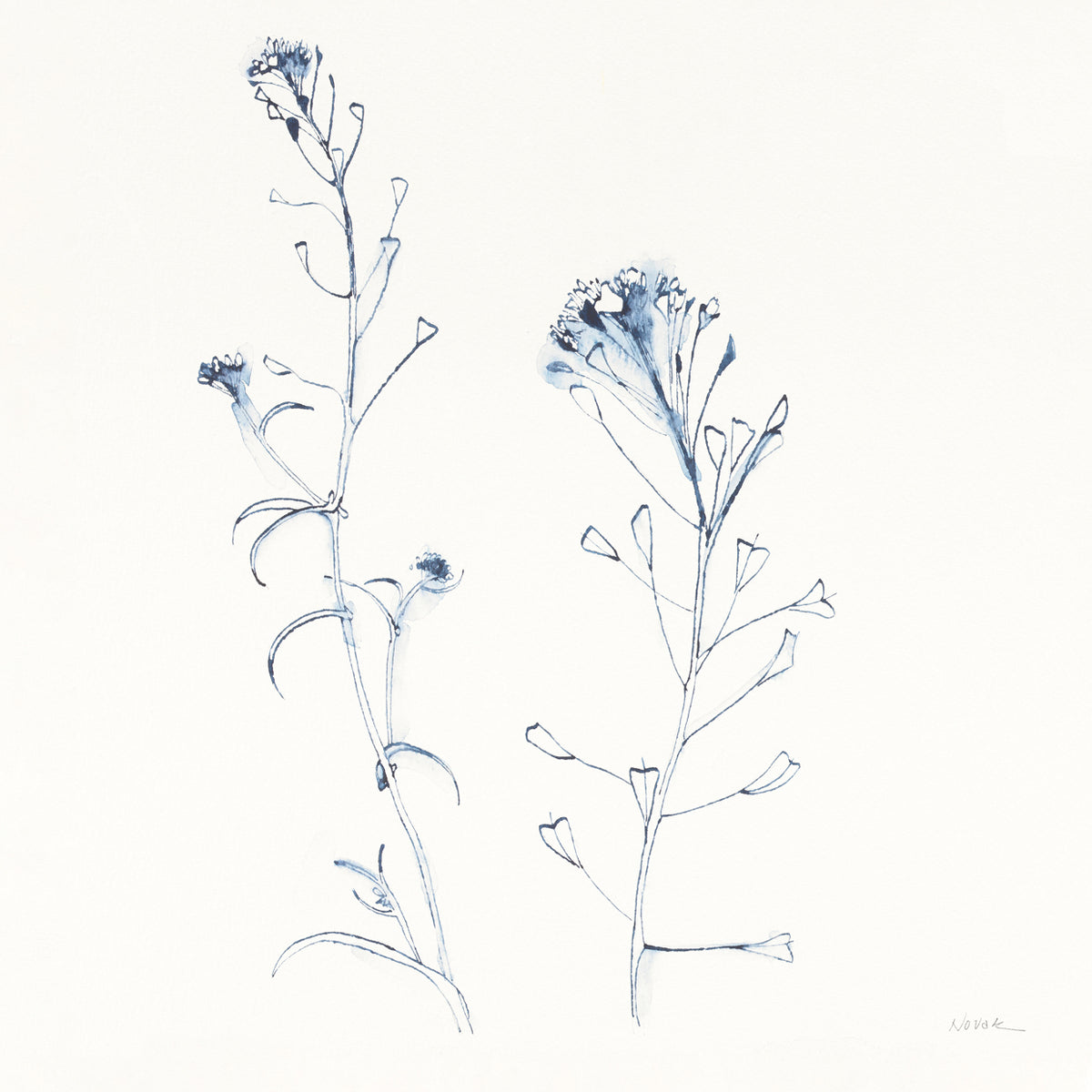 Shepherds Purse Stems II Blue