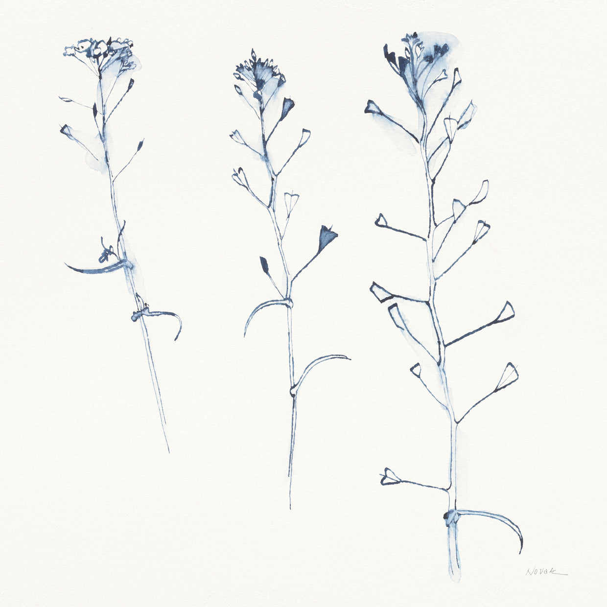 Shepherds Purse Stems I Blue