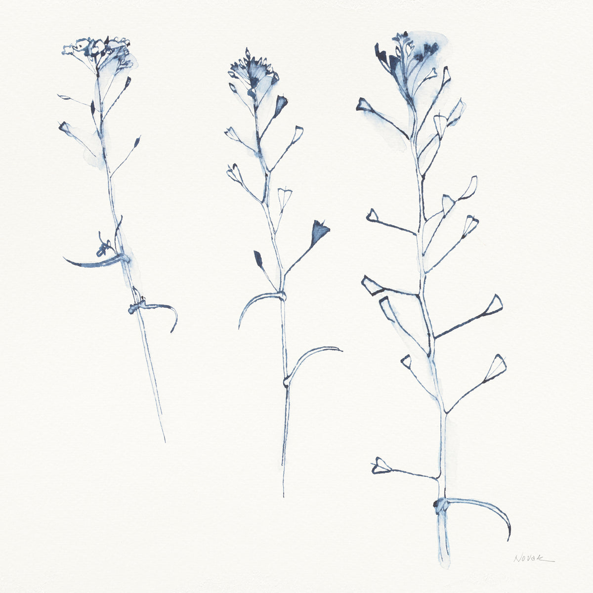 Shepherds Purse Stems I Blue