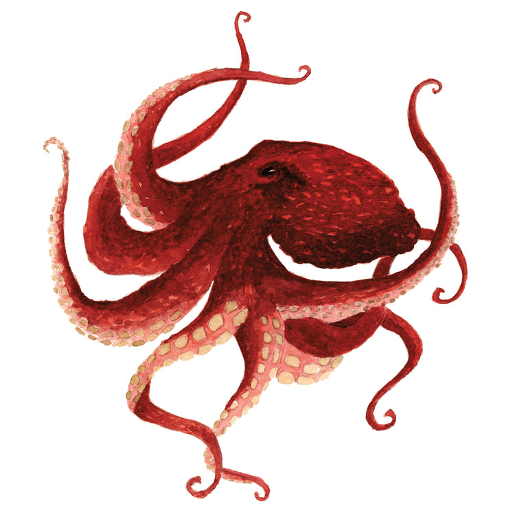 Giant Pacific Octopus - Red