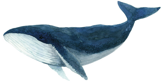 Humpback Whale - Blue