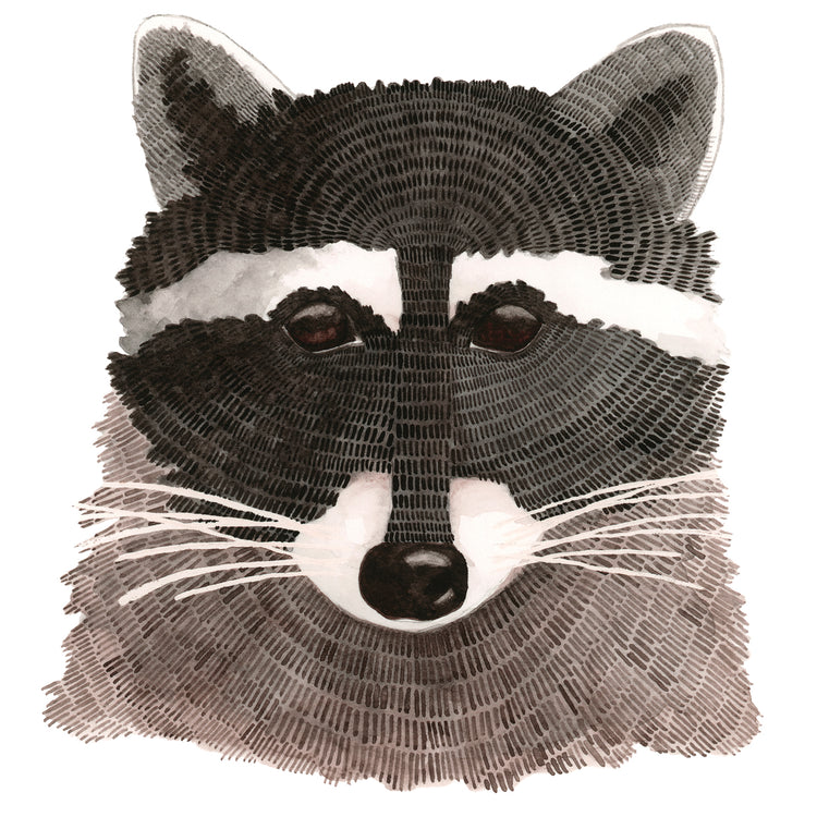 Raccoon