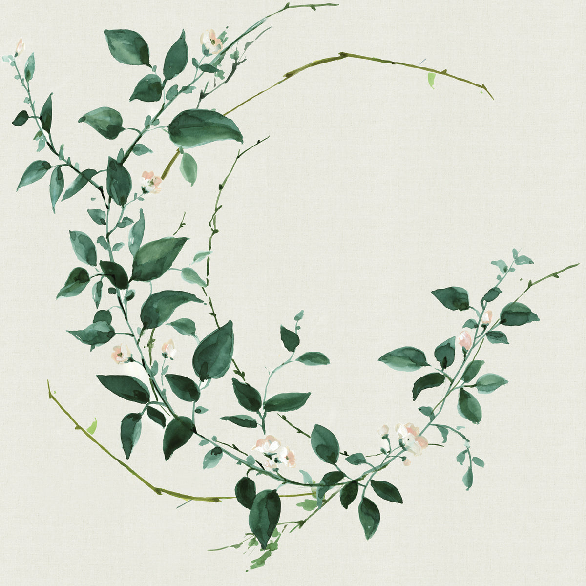 Delicate Vine