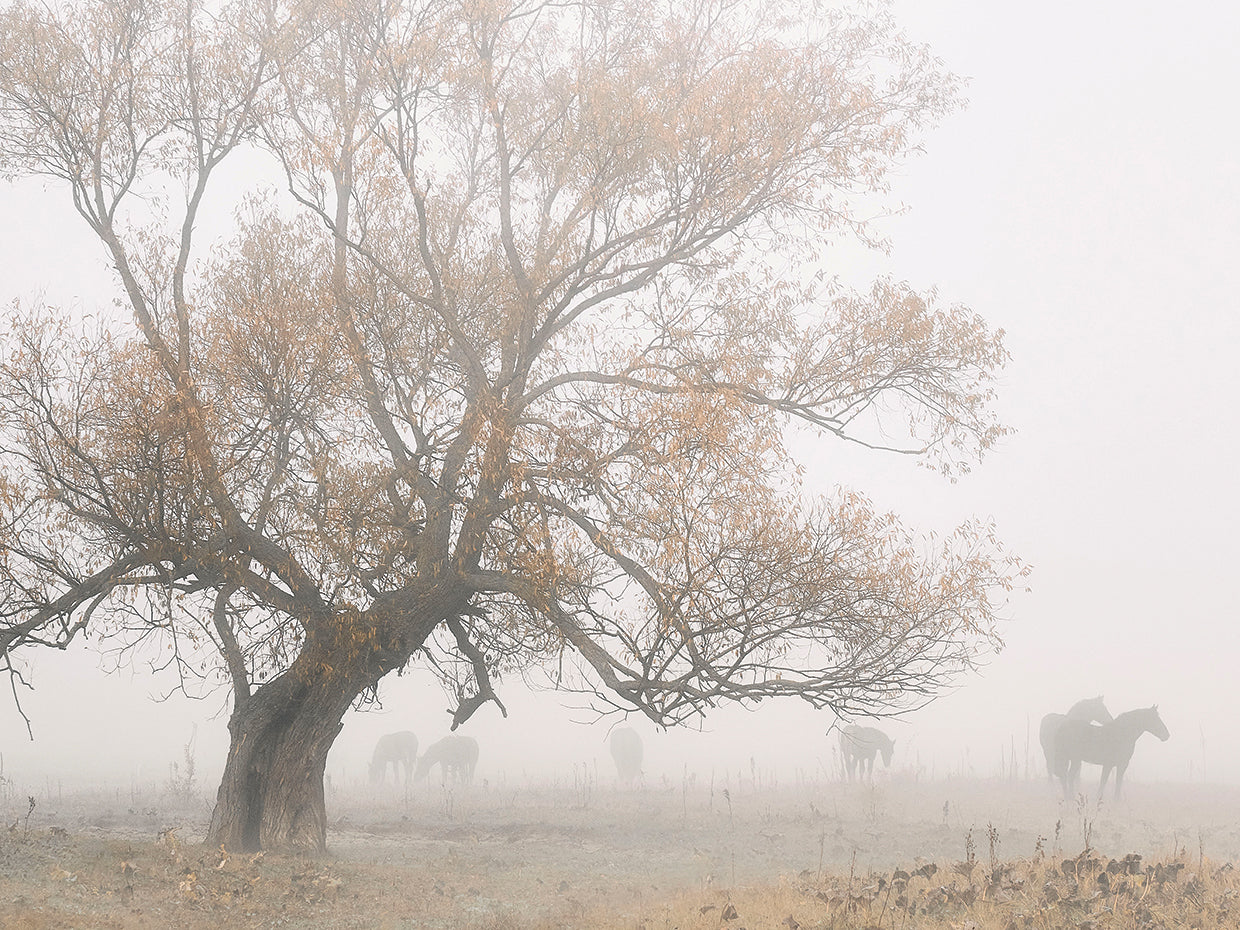 Kado - Lost in the Fog