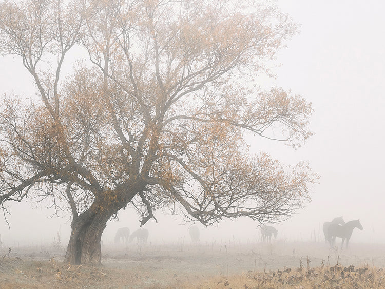 Kado - Lost in the Fog