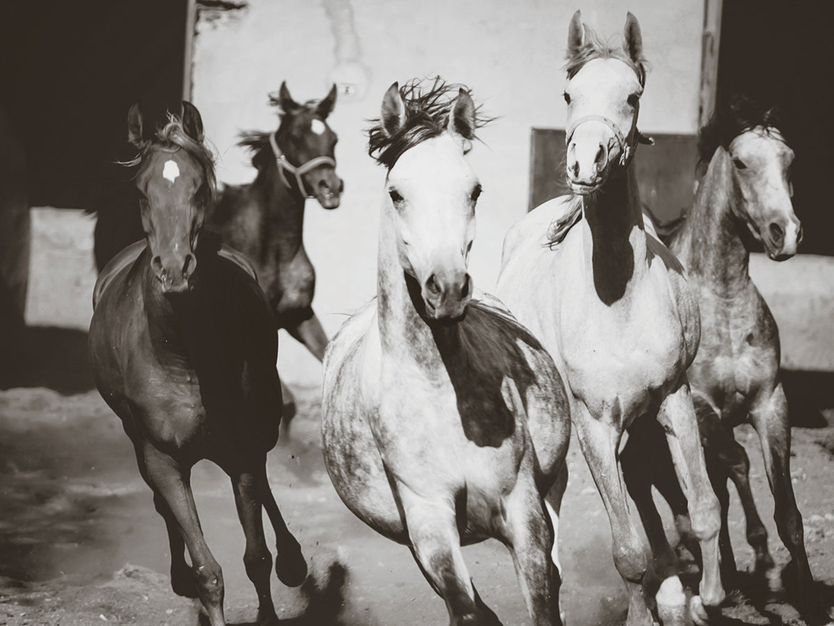 The Stampede