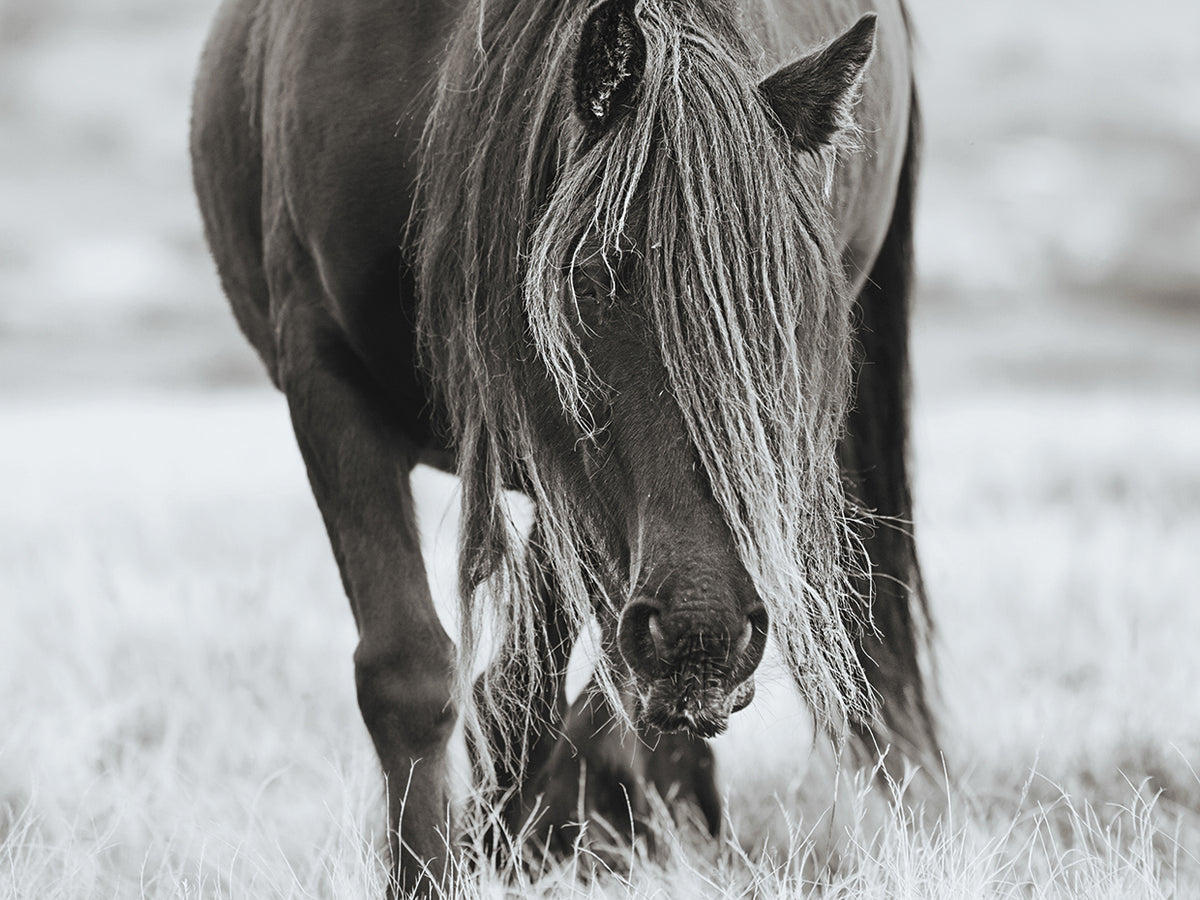 Grazing