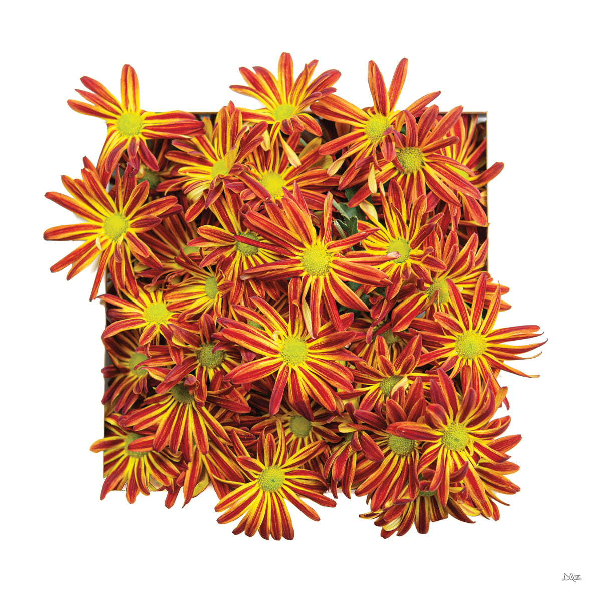 Floral Pop IV