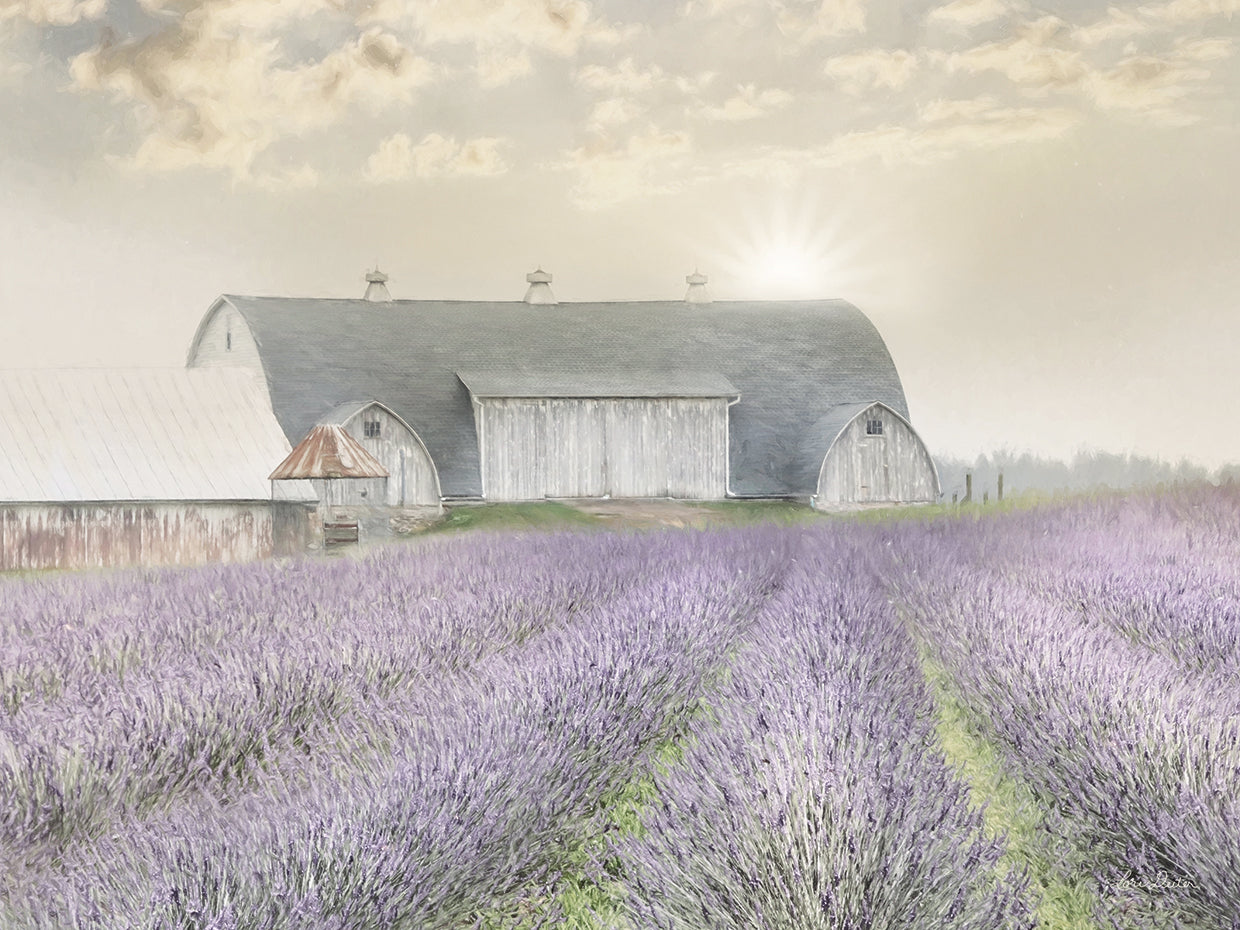 Lavender Morning