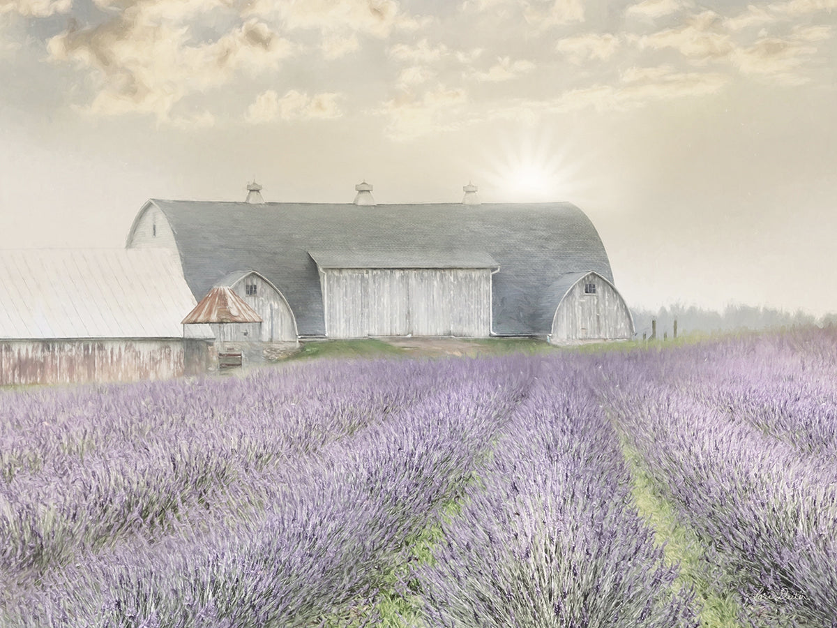Lavender Morning