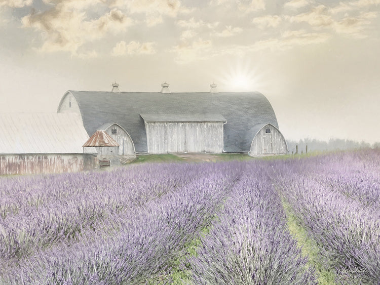 Lavender Morning