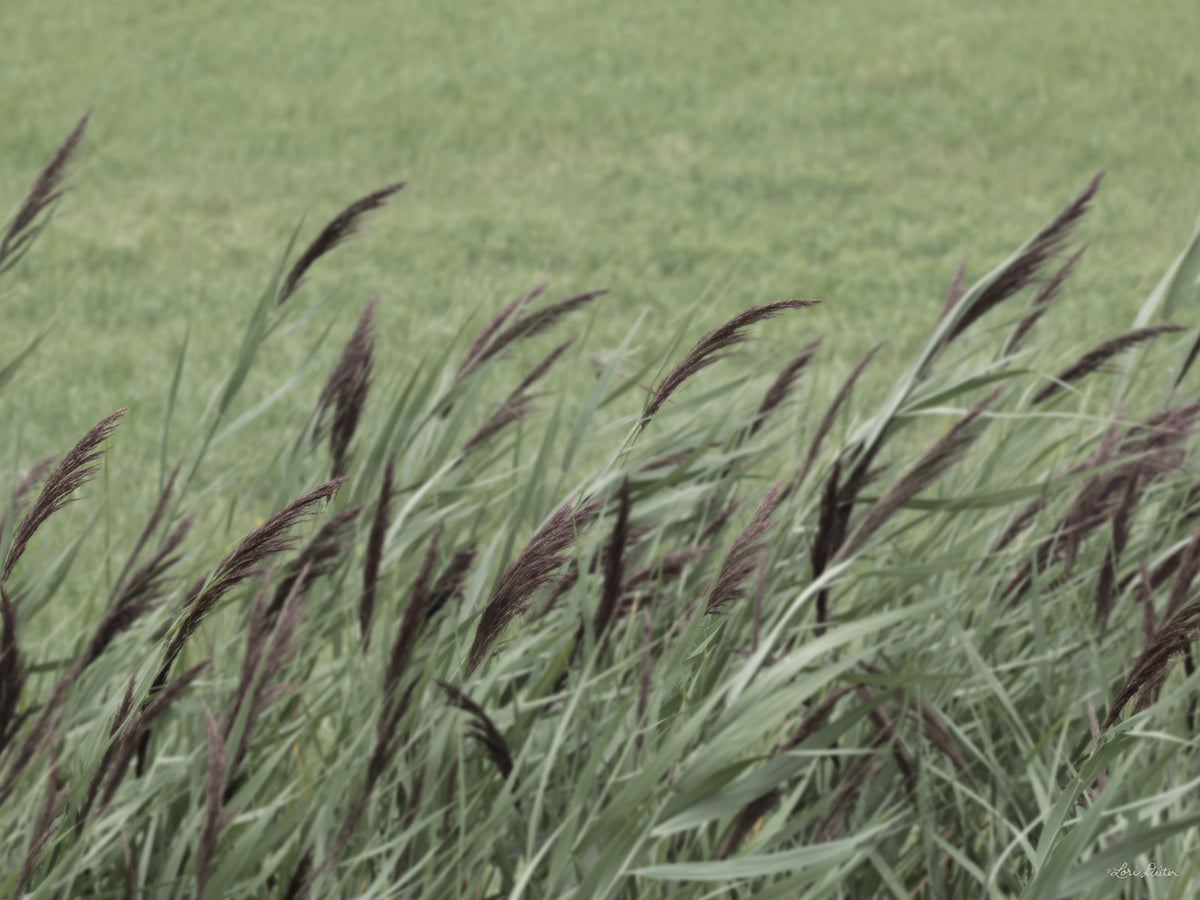 Wispy Grass