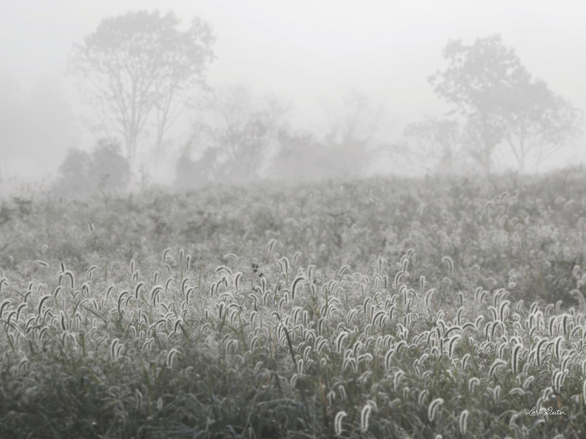 Dreamy Field