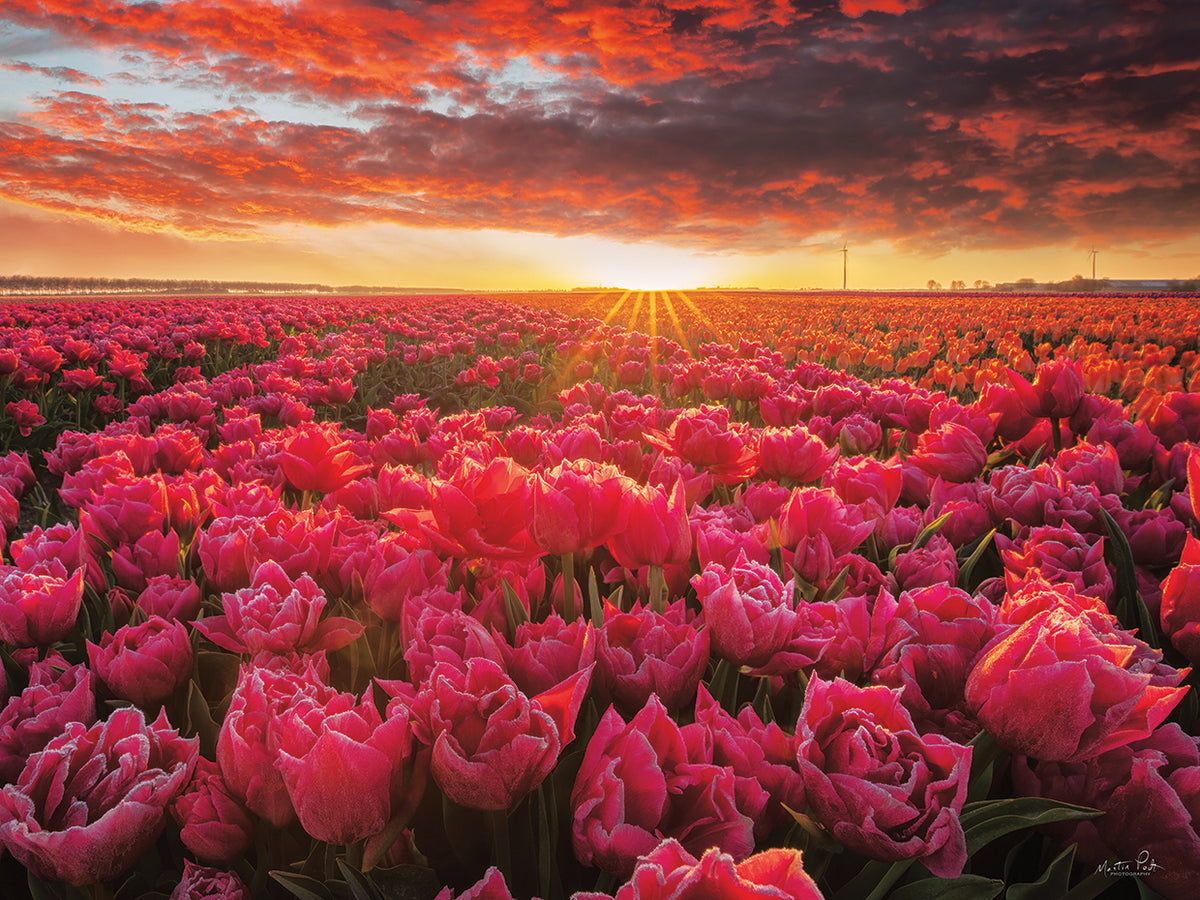 Tulip Magnificence