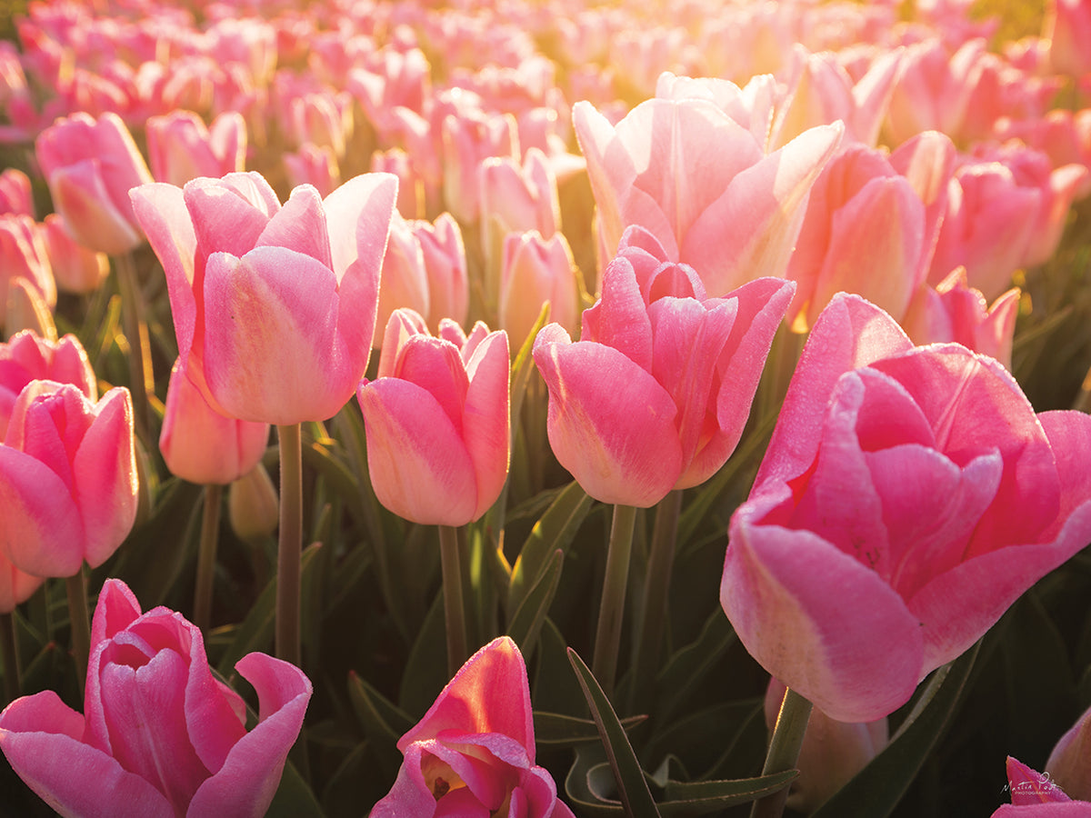 The Pink Ones