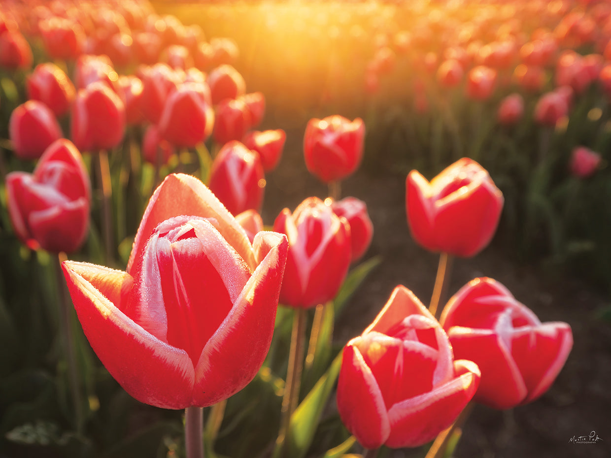 Tulips at Sunrise