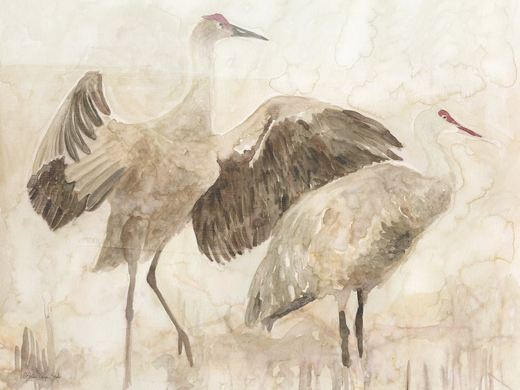 Sandhill Cranes 2