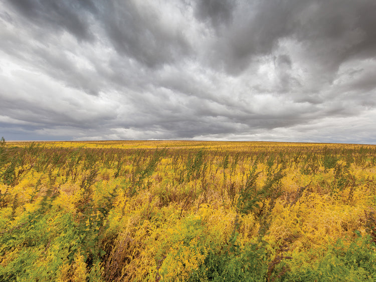 The Calm Before The Storm