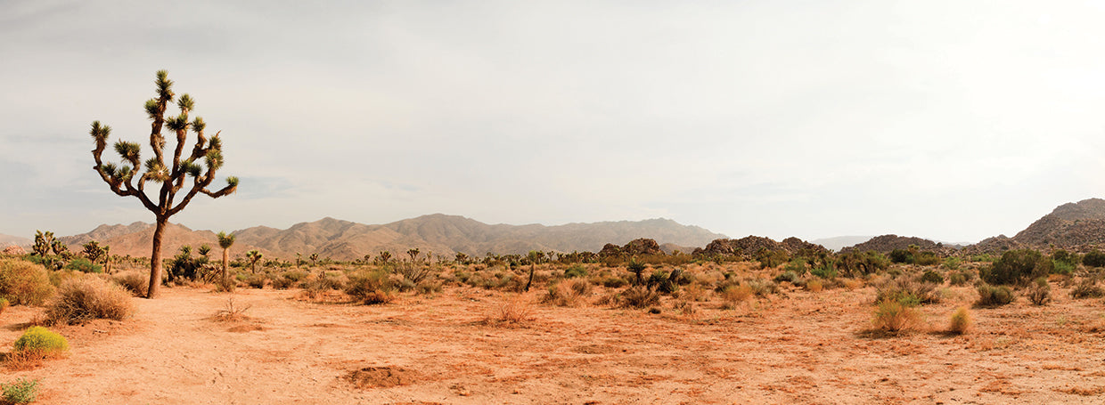 Joshua Tree Panorama