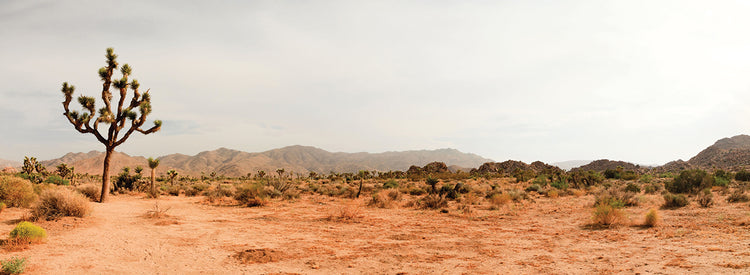 Panorama de Joshua Tree Lienzo
