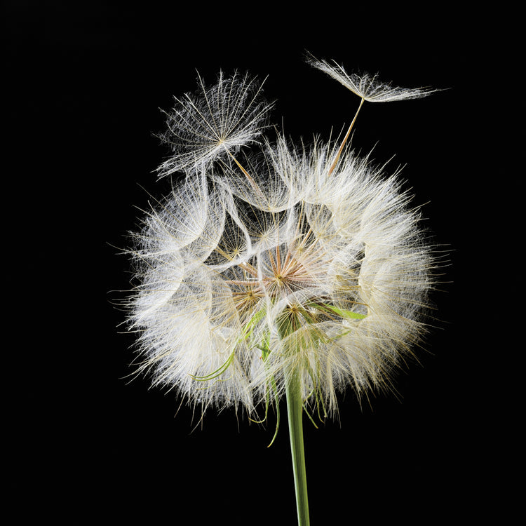 Fluffy Dandelion on Black