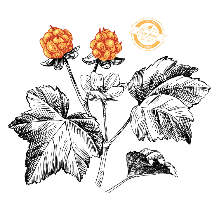 Hojas cuadradas Lienzo