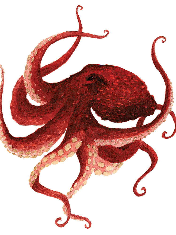 Giant Pacific Octopus - Red