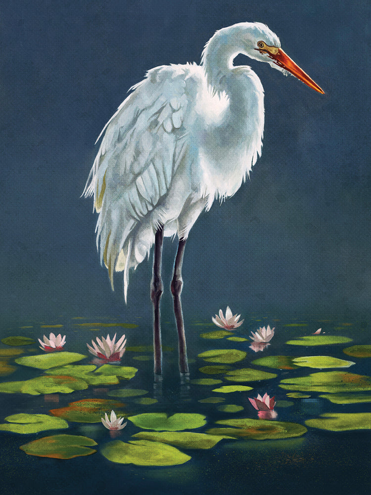 Egret Amongst The Lily Pads