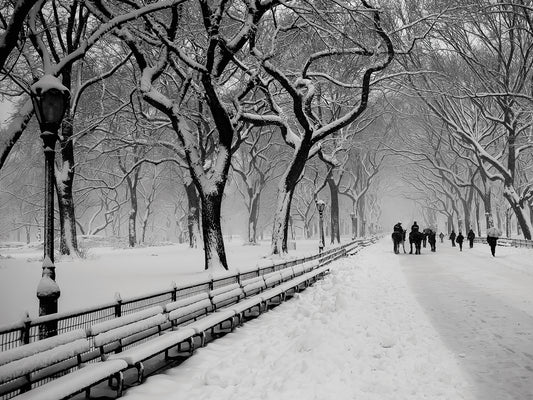 Central Park Snow Canvas Print