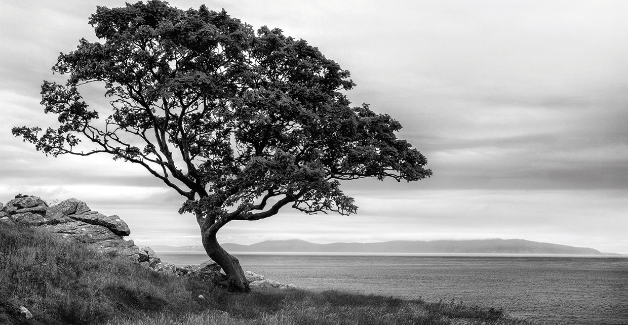 Bonsai Tree