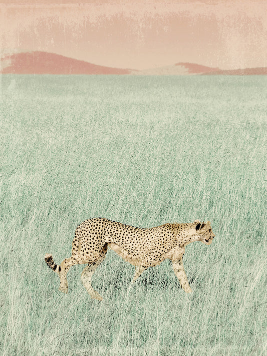 Cheetah In The Wild Canvas Print