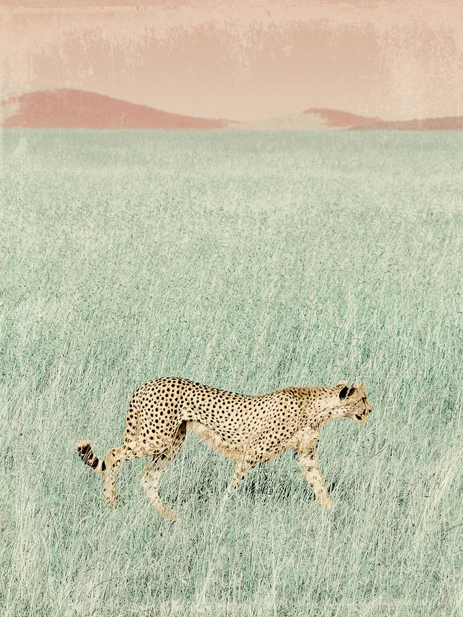 Cheetah In The Wild