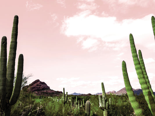 Cactus Landscape Under Pink Sky Canvas Print