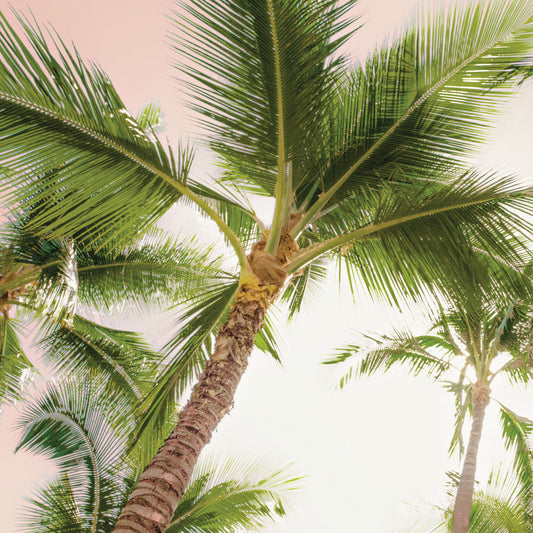 Bright Oahu Palms II