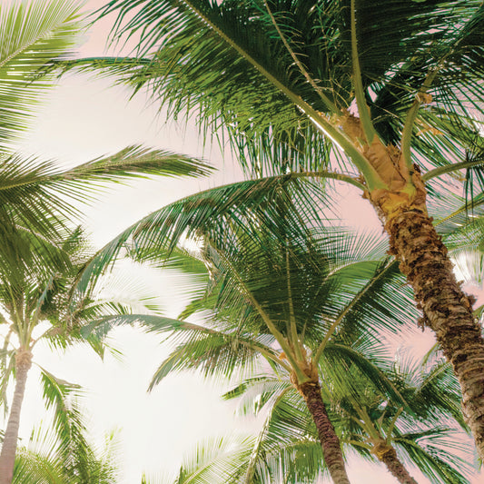 Bright Oahu Palms I