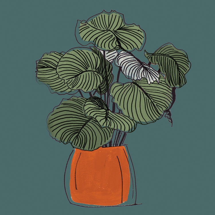 The Retro Pot On Teal I