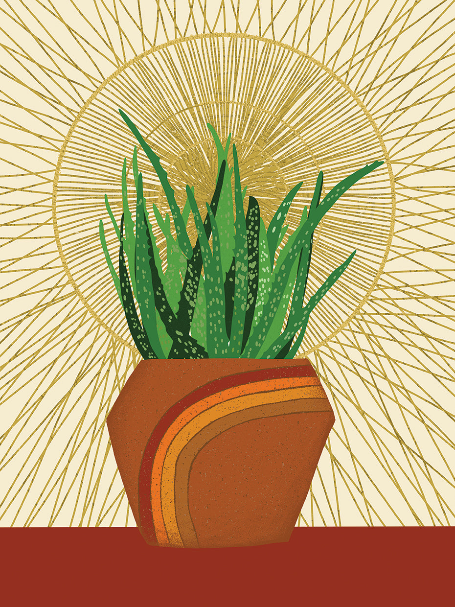Snake Plant