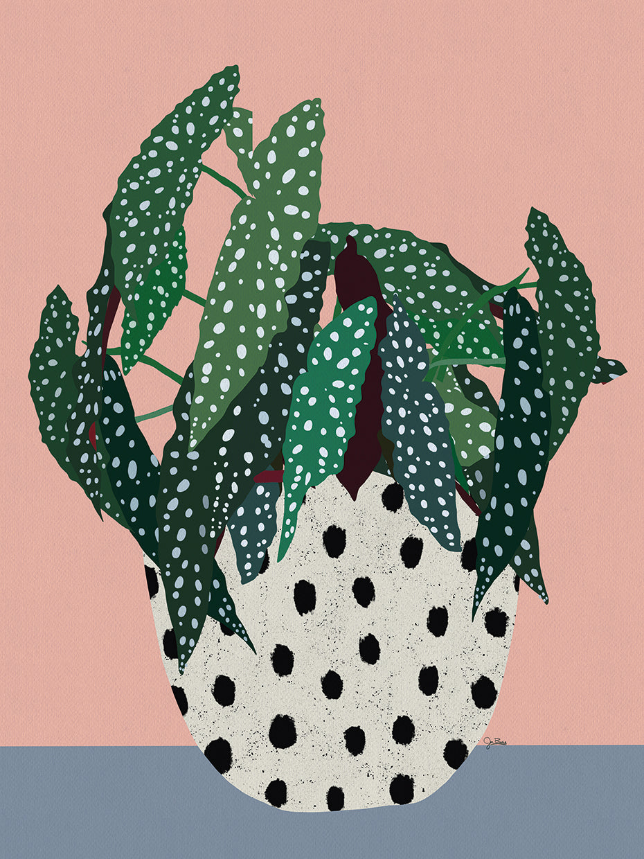 Plant in Dotted Pot