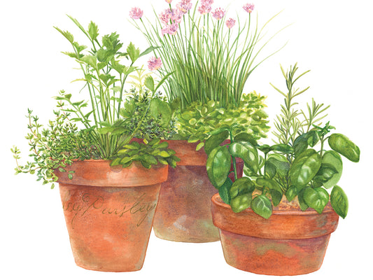 Three Pots of Herbs