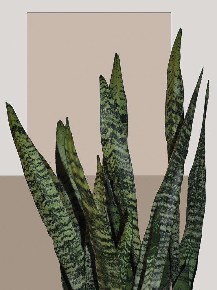 Cactus Biege Block II