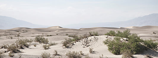 Sunny Sand Dunes