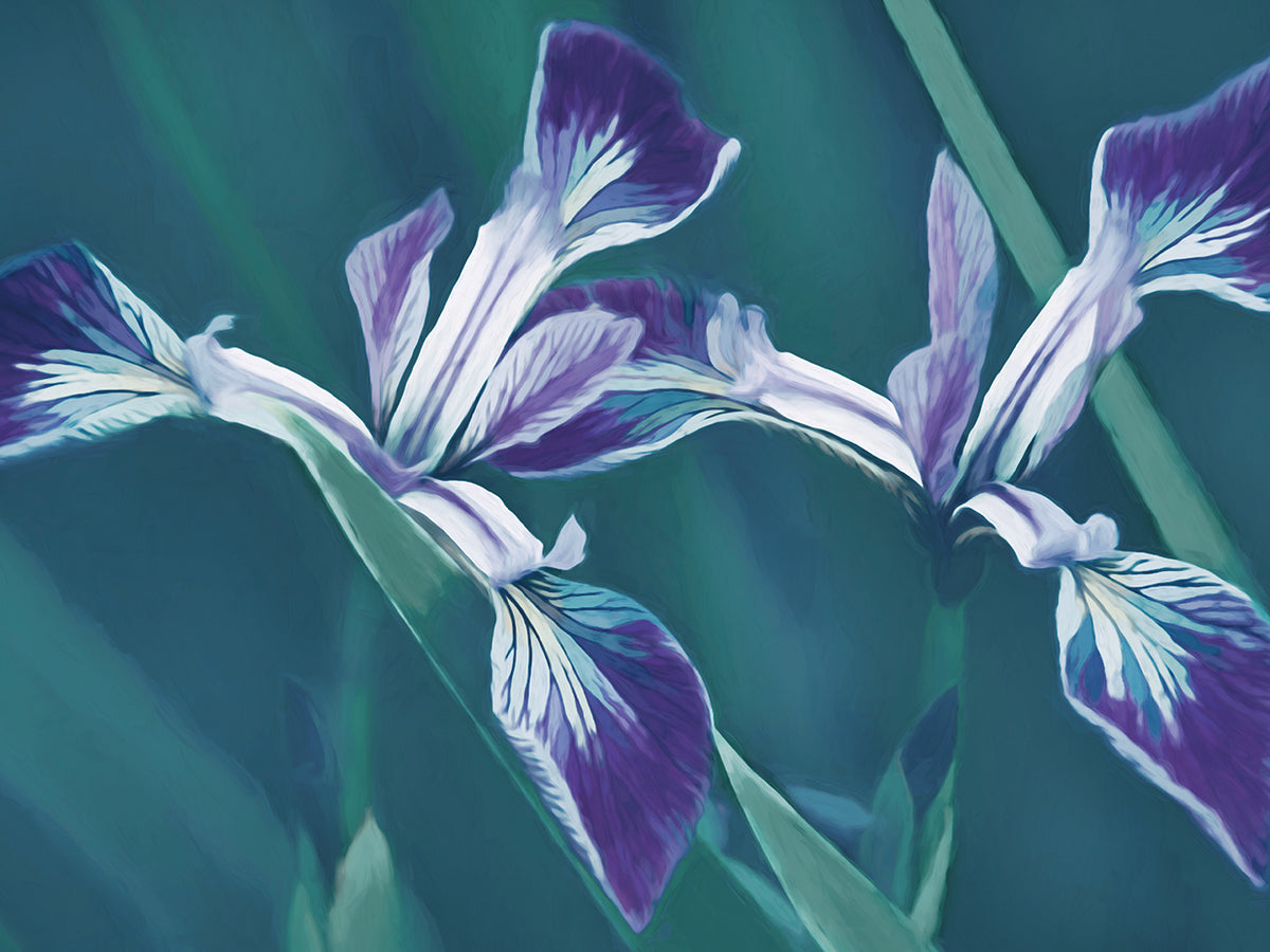 The Iris Dance