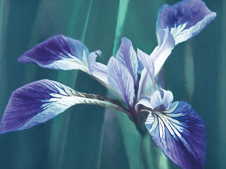 Intriga de iris Lienzo